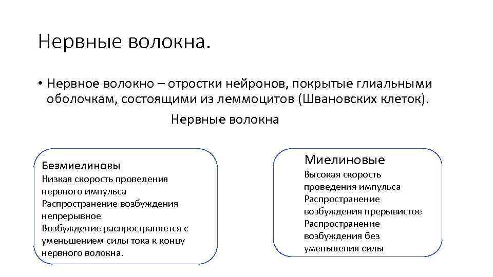 Нервные волокна. • Нервное волокно – отростки нейронов, покрытые глиальными оболочкам, состоящими из леммоцитов