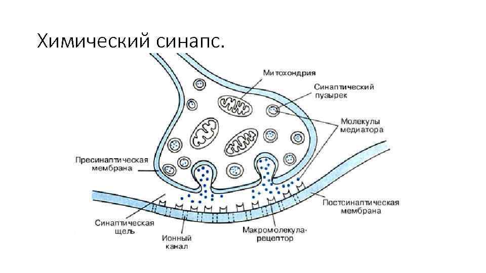 Химический синапс. 