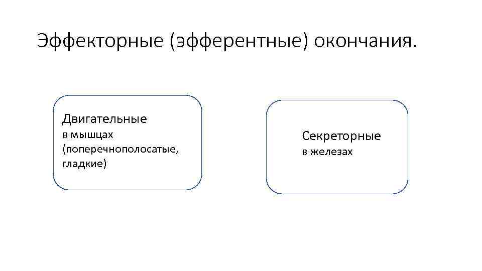 Эффекторные (эфферентные) окончания. Двигательные в мышцах (поперечнополосатые, гладкие) Секреторные в железах 