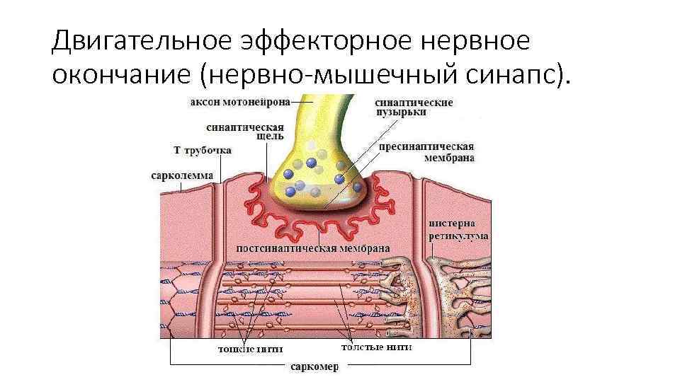 Двигательное эффекторное нервное окончание (нервно-мышечный синапс). 