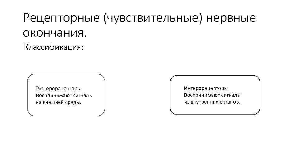 Рецепторные (чувствительные) нервные окончания. Классификация: Экстерорецепторы Воспринимают сигналы из внешней среды. Интерорецепторы Воспринимают сигналы