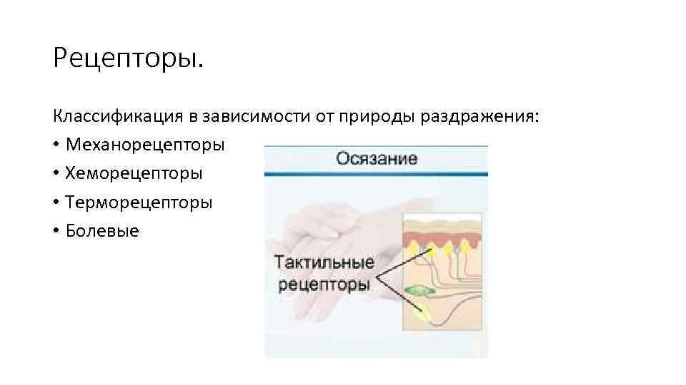 Рецепторы. Классификация в зависимости от природы раздражения: • Механорецепторы • Хеморецепторы • Терморецепторы •