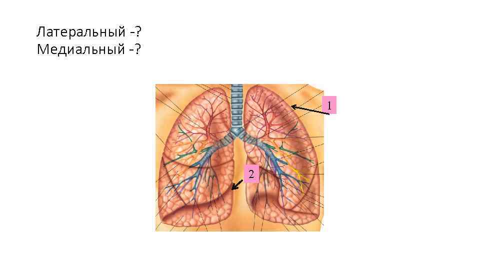 Латеральный -? Медиальный -? 1 2 