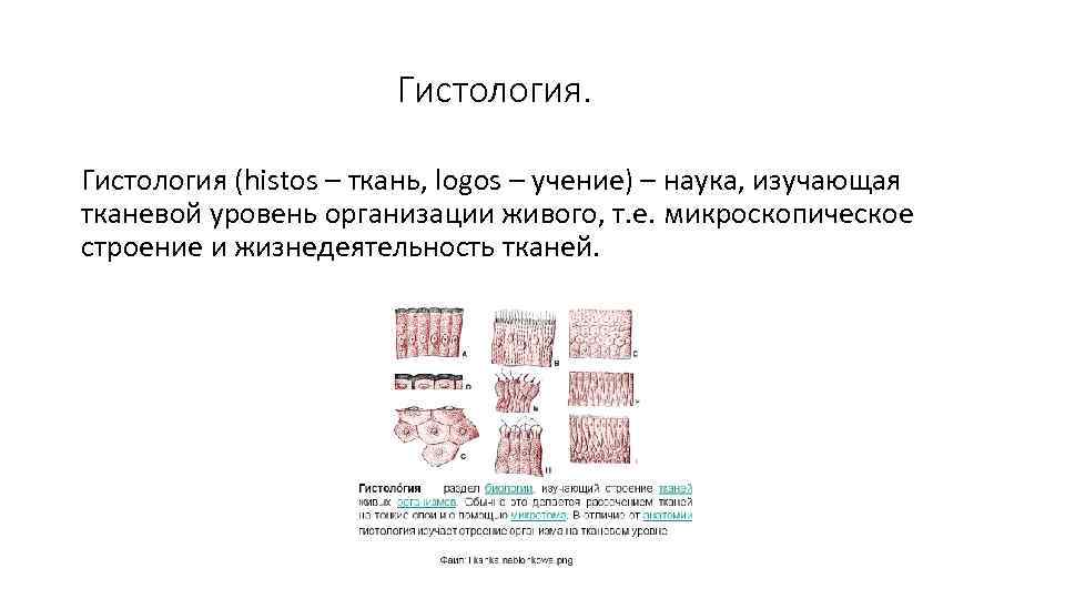 Гистология (histos – ткань, logos – учение) – наука, изучающая тканевой уровень организации живого,