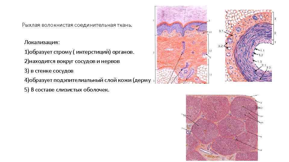 Рыхлая волокнистая соединительная ткань. Локализация: 1)образует строму ( интерстиций) органов. 2)находится вокруг сосудов и