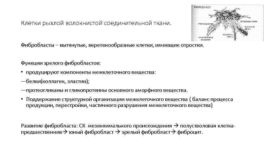 Функции клеток соединительной ткани таблица фибробласты. Клетки соединительной ткани и их функции фибробласты. Клетки соединительной ткани фибробласты выполняют функцию. Функция фибробласты рыхлой соединительный ткани.