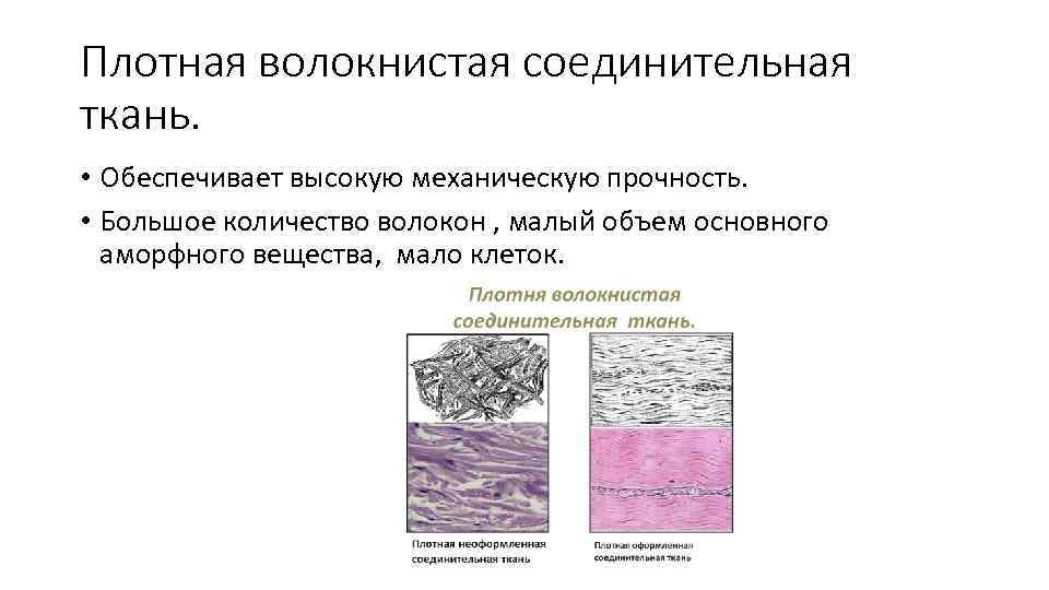 Плотная волокнистая соединительная ткань. • Обеспечивает высокую механическую прочность. • Большое количество волокон ,