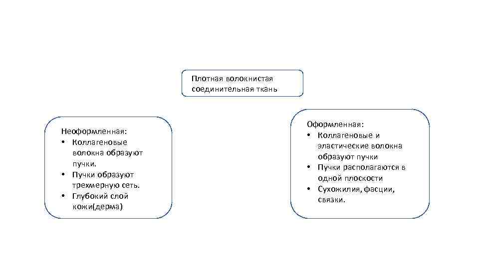 Плотная волокнистая п соединительная ткань Неоформленная: • Коллагеновые волокна образуют пучки. • Пучки образуют