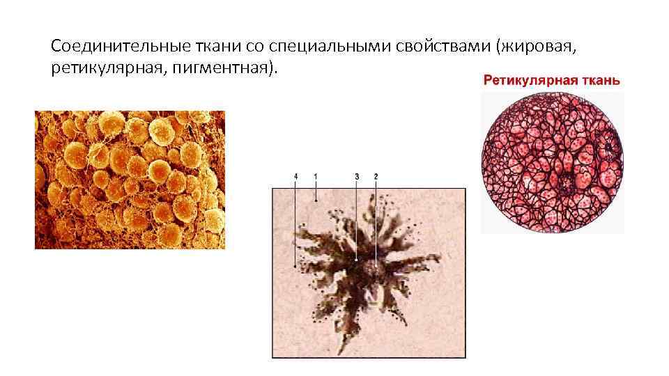 Соединительные ткани со специальными свойствами (жировая, ретикулярная, пигментная). 