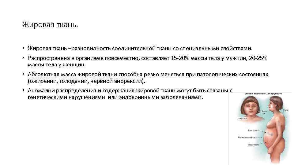 Жировая ткань. • Жировая ткань –разновидность соединительной ткани со специальными свойствами. • Распространена в