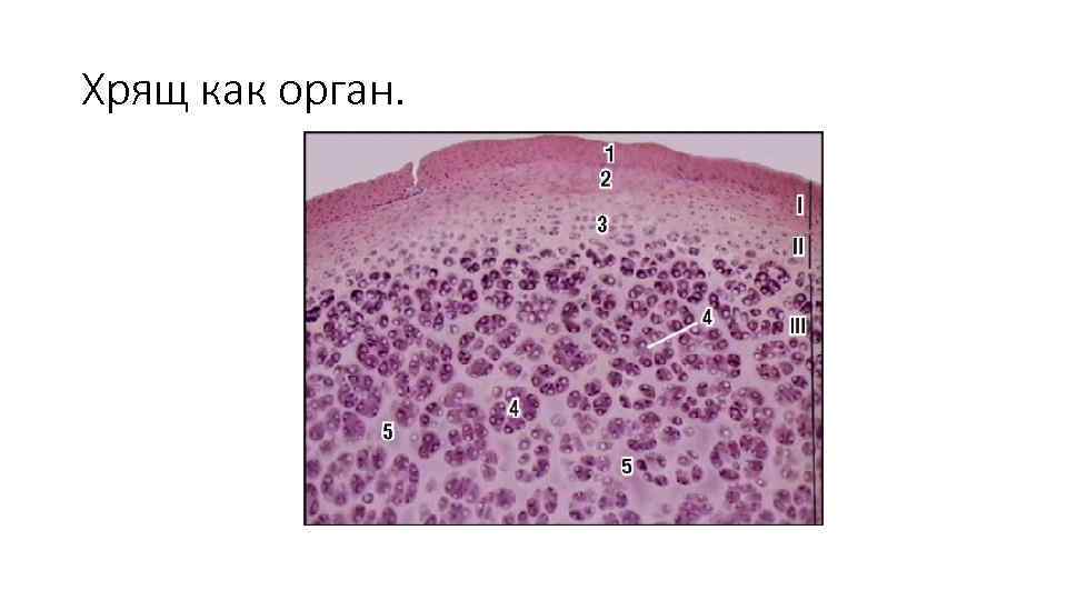 Хрящ как орган. 