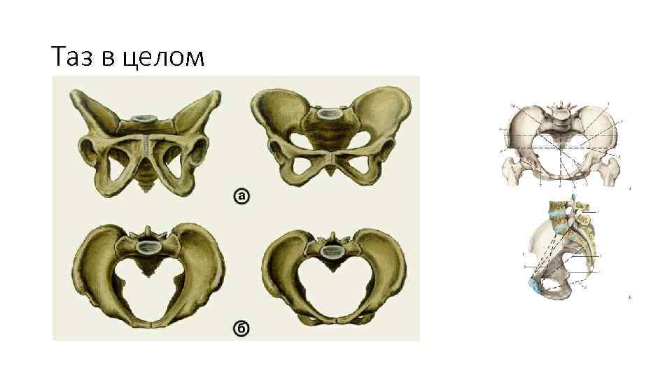 Изменение таза в ходе эволюции. Скелет таза таз в целом. Таз в целом анатомия. Таз в целом анатомия строение. Таз как целое.