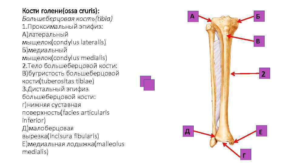 Большеберцовая кость где находится фото
