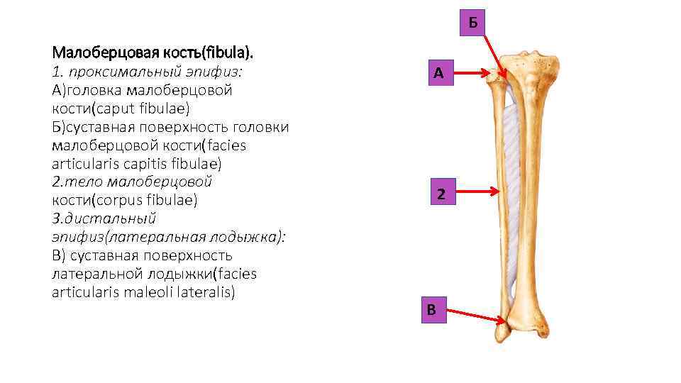 Головка малоберцовой кости фото