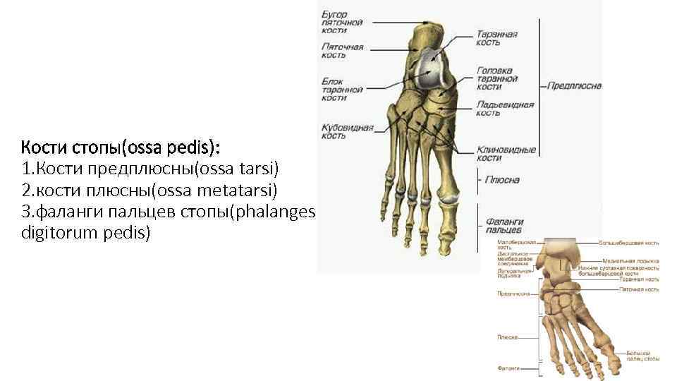 Предплюсна стопы сколько костей