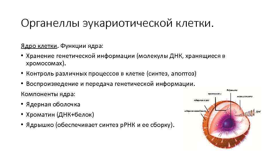 Функции ядра в животной клетке. Органоиды эукариотической клетки. Основные органоиды эукариотической клетки. Функции органоидов эукариотических клеток. Специальные органоиды эукариотической клетки:.