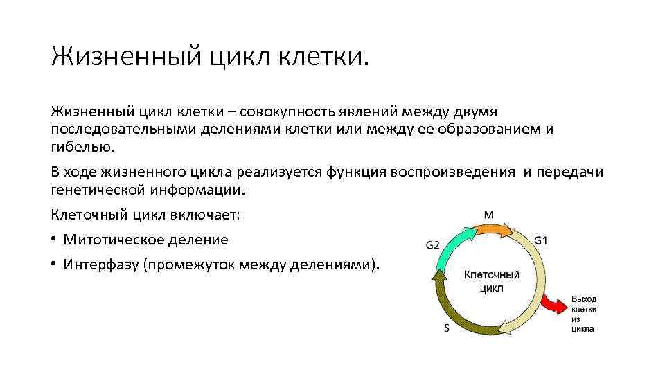 Процесс жизненного цикла клетки