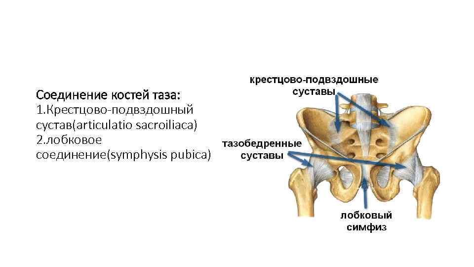 Между лобковыми костями