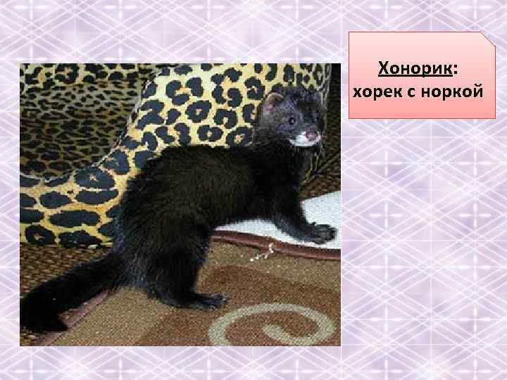 Хонорик: хорек с норкой 