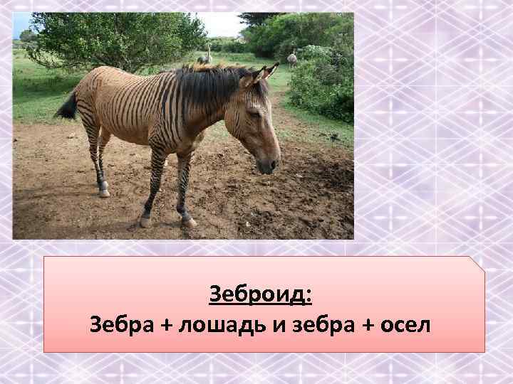 Зеброид: Зебра + лошадь и зебра + осел 