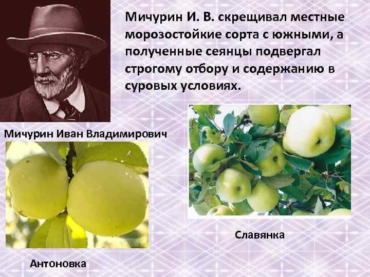 Мичурин И. В. скрещивал местные морозостойкие сорта с южными, а полученные сеянцы подвергал строгому