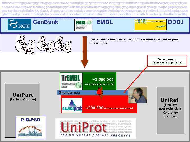 ttttacctctttttagtgatattgtgatatagagcaaaaatcccgacattgtgtcgggattgtttttaaactcttgttgattttaatttttcaatcgcttctttattaaagaagtagtgtgtgcc acaacactcacattgcatatcaatacggcctttatgttcggctaatatttcgtcaatttcttcatcagagatgagcagtagatgcagaactagaacgctcagcagccaca gaaaaattgtacatcttgtgctggataaagattaacggtttcttcgtgatataaacgataggagtaactcttctgcagggagaccaaataattcttcatcttttactgttgctgcgagc gtagttaaatgctcaaaatcttctggtgtaccagaaccatcaggcataatttgtaataacatacctgctgccactggcttgccttcatattctccagtacgaataattgagtttg aagactcatattttcagtgaagtttcgatcgcccttaggaggggccgcgctttctctttcaa Gen. Bank EMBL DDBJ компьютерный поиск гена, трансляция и