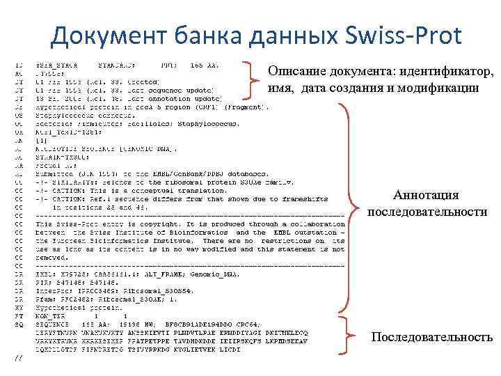 Документ банка данных Swiss-Prot Описание документа: идентификатор, имя, дата создания и модификации Аннотация последовательности