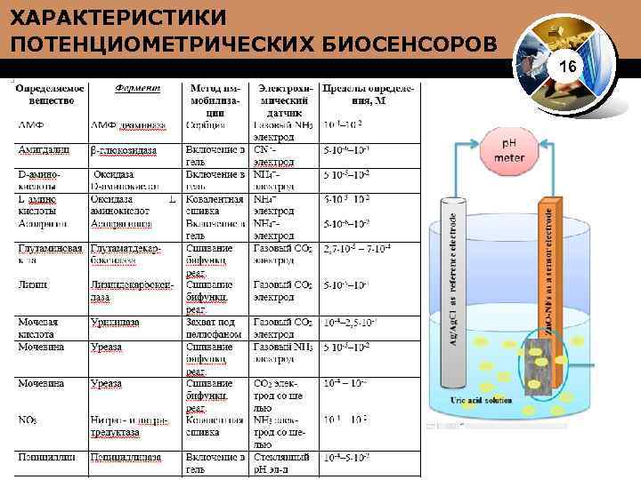 ХАРАКТЕРИСТИКИ ПОТЕНЦИОМЕТРИЧЕСКИХ БИОСЕНСОРОВ 16 