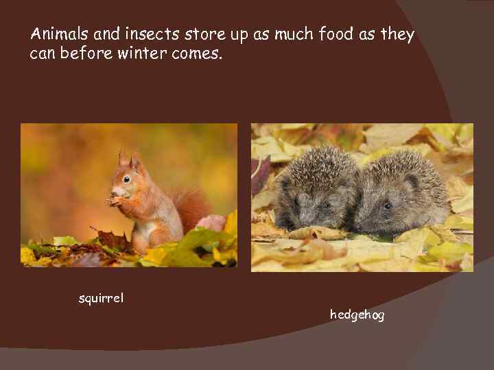 Animals and insects store up as much food as they can before winter comes.