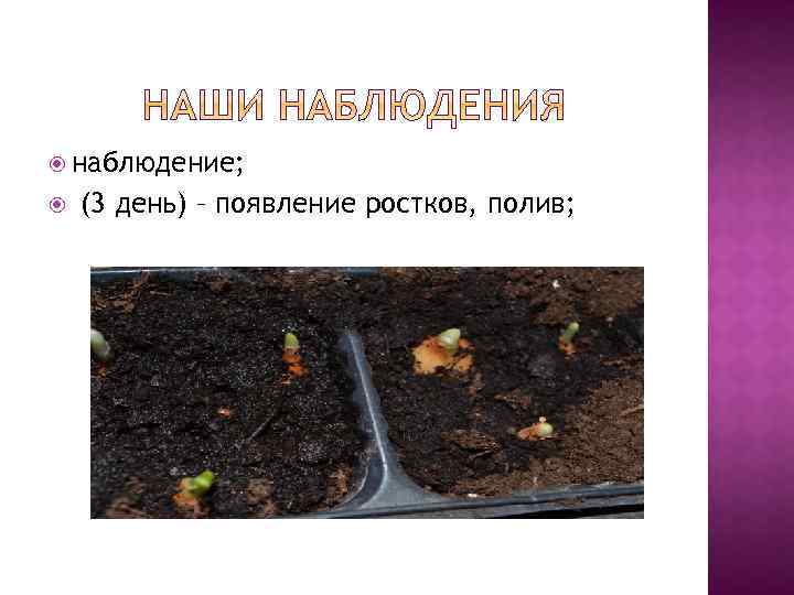  наблюдение; (3 день) – появление ростков, полив; 