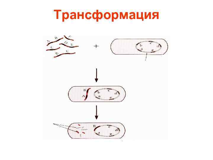 Генетика микроорганизмов микробиология