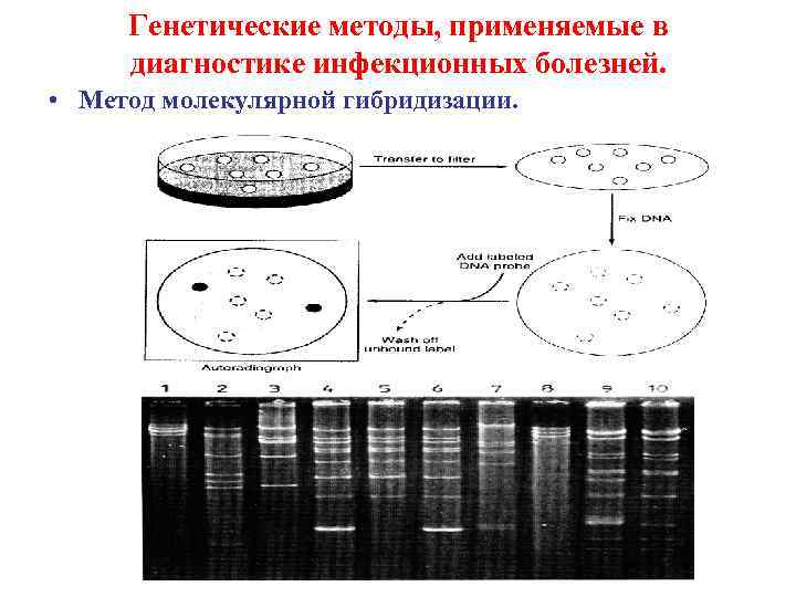 Генетические методы, применяемые в диагностике инфекционных болезней. • Метод молекулярной гибридизации. 