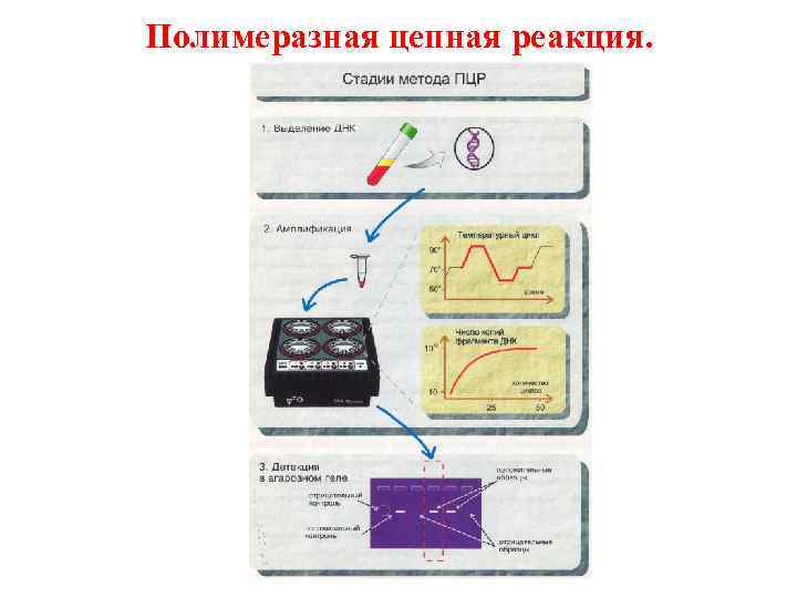 Полимеразная цепная реакция. 