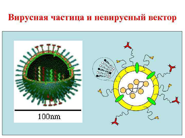 Вирусная частица и невирусный вектор 