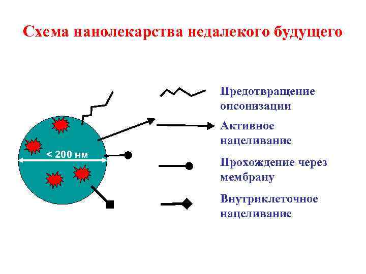 Схема нанолекарства недалекого будущего Предотвращение опсонизации Активное нацеливание < 200 нм Прохождение через мембрану