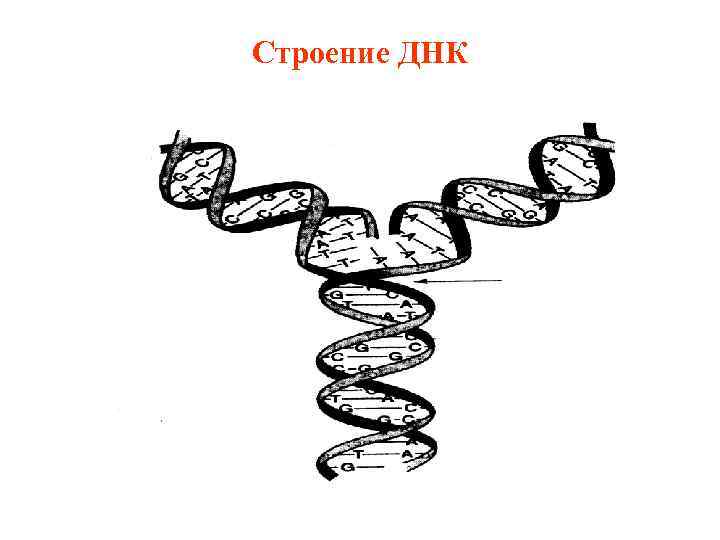 Строение ДНК 