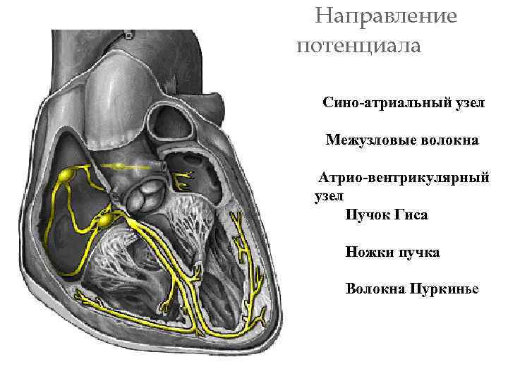 действия Направление потенциала Сино-атриальный узел Межузловые волокна Атрио-вентрикулярный узел Пучок Гиса Ножки пучка Волокна