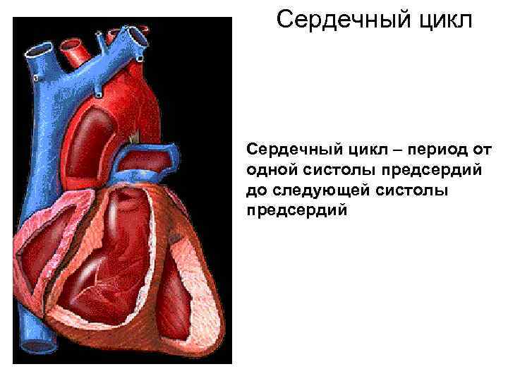 Сердечный цикл – период от одной систолы предсердий до следующей систолы предсердий 