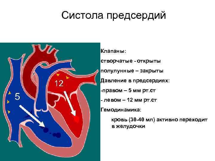 Систола предсердий. Систола предсердий створчатые клапаны. Систола предсердий предсердия. Систола предсердий полулунные клапаны. При систоле предсердий открыты следующие клапаны сердца.