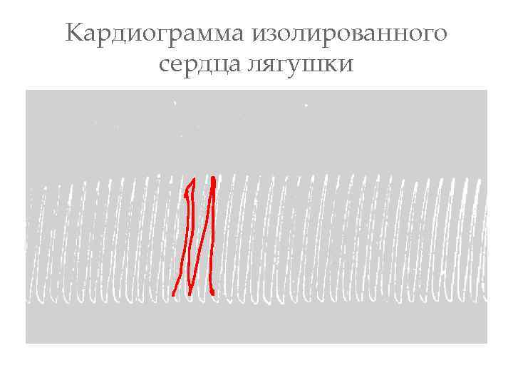 Кардиограмма изолированного сердца лягушки 