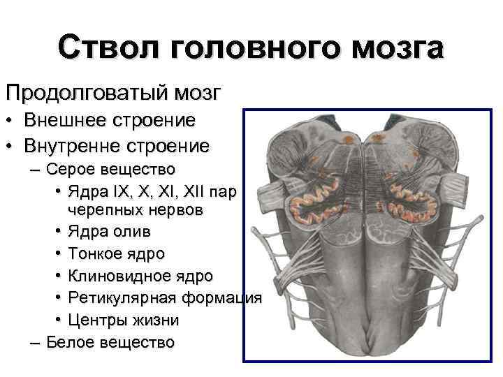 Ствол головного мозга Продолговатый мозг • Внешнее строение • Внутренне строение – Серое вещество