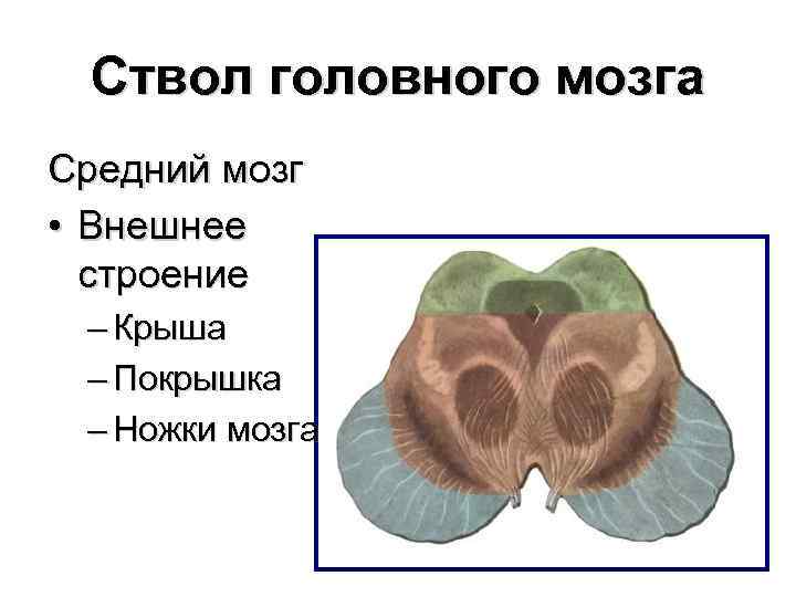 Покрышка ножки среднего мозга. Покрышка среднего мозга анатомия. Основание ножек среднего мозга. Крыша среднего мозга анатомия.