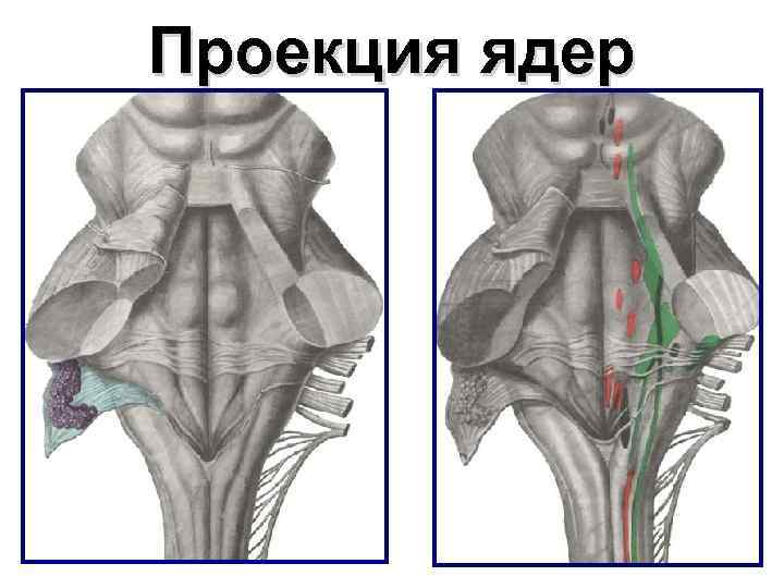 Проекция ядер 