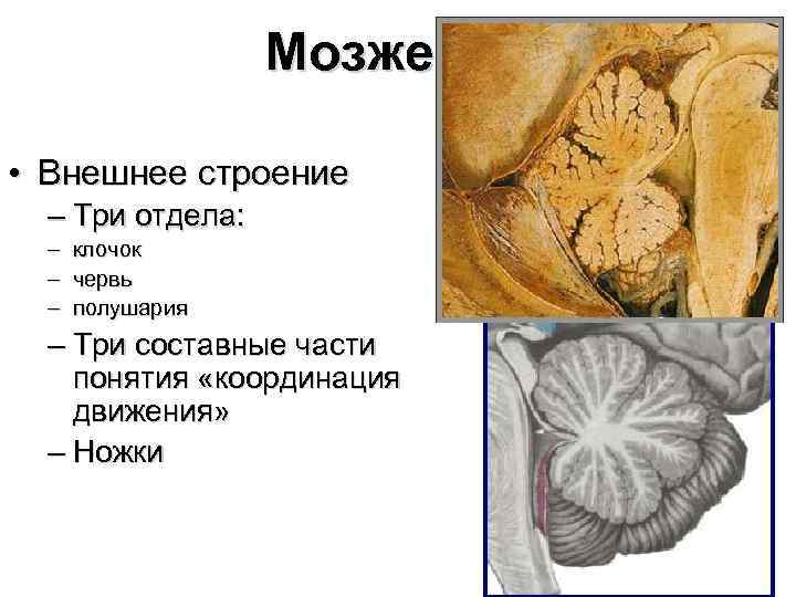 Мозжечок • Внешнее строение – Три отдела: – клочок – червь – полушария –