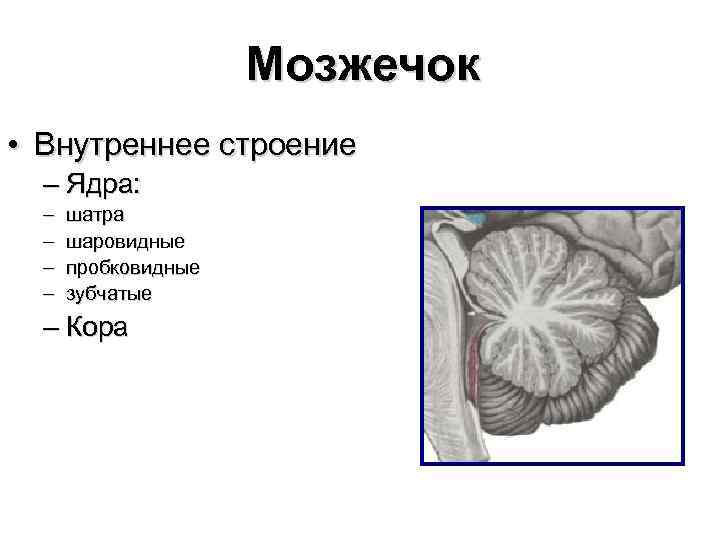 Общий план строения мозжечка