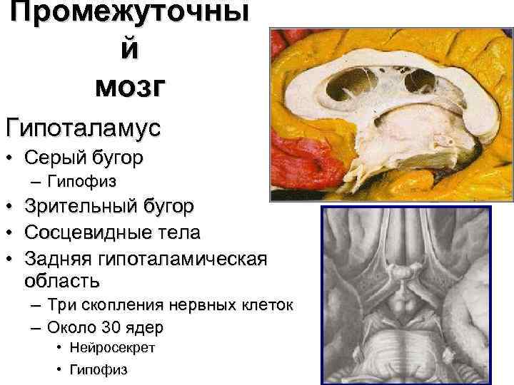 Промежуточны й мозг Гипоталамус • Серый бугор – Гипофиз • • • Зрительный бугор