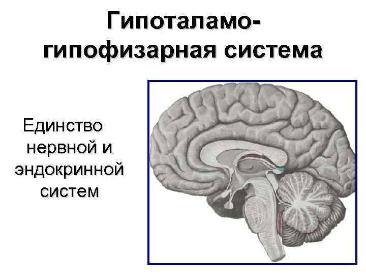 Гипоталамогипофизарная система Единство нервной и эндокринной систем 