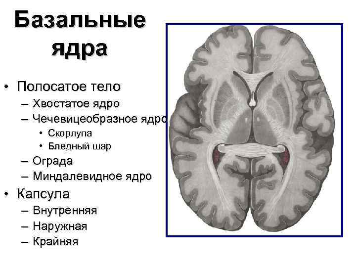 Схема расположения внутренней капсулы и базальных ядер