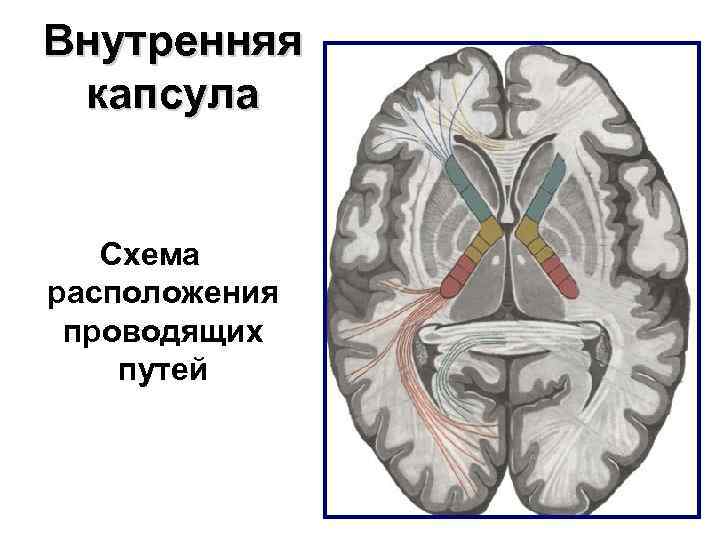 Схема расположения внутренней капсулы и базальных ядер