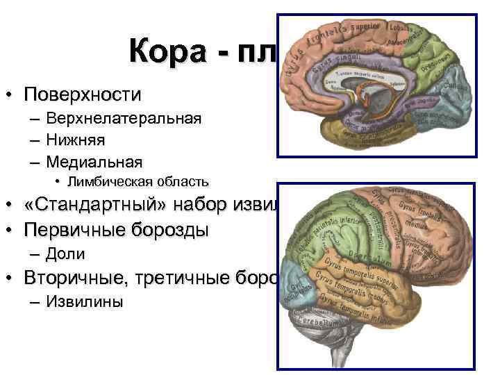 Кора - плащ • Поверхности – Верхнелатеральная – Нижняя – Медиальная • Лимбическая область